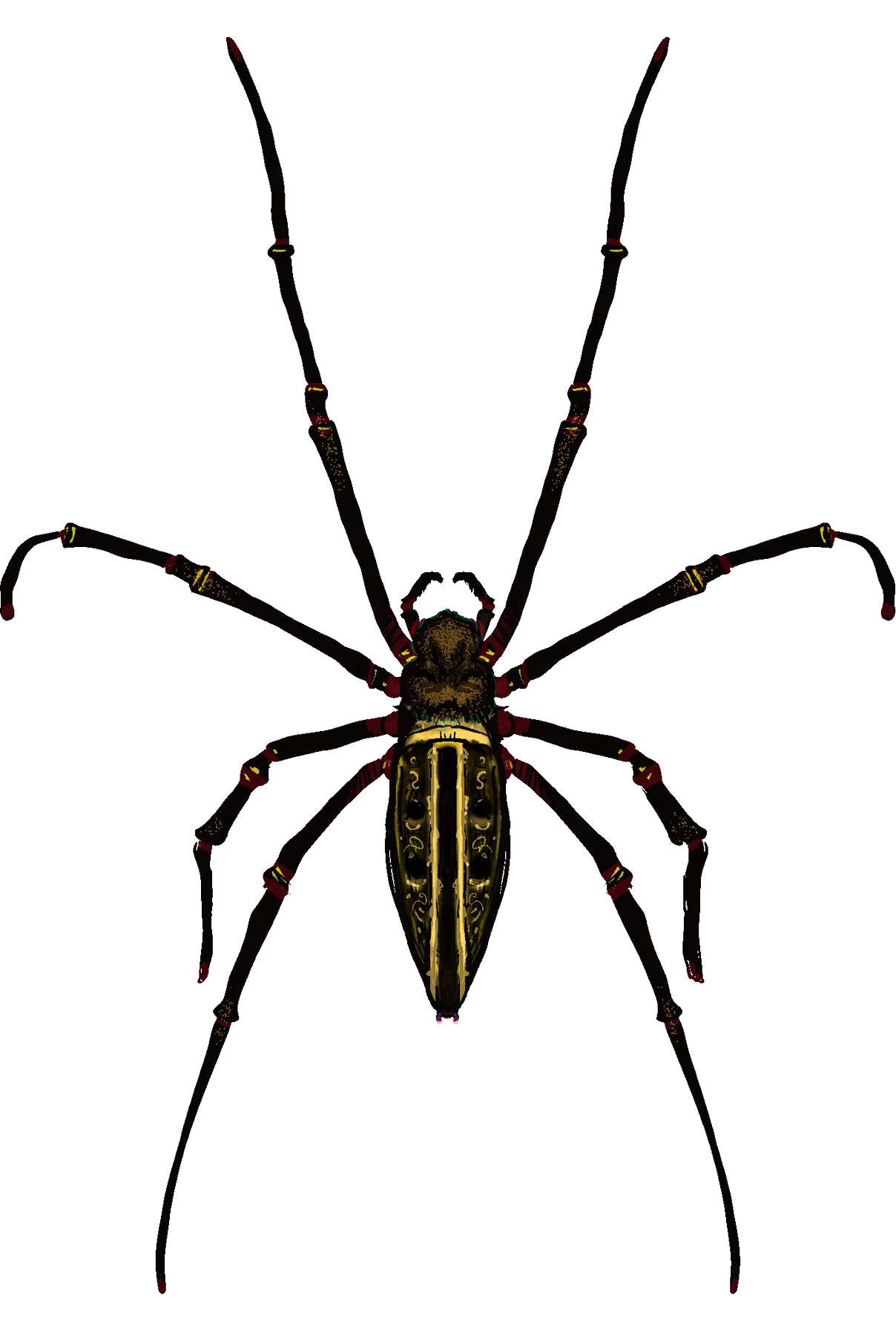 Ink and color illustration of a golden orb-weaver spider, Nephila maculata