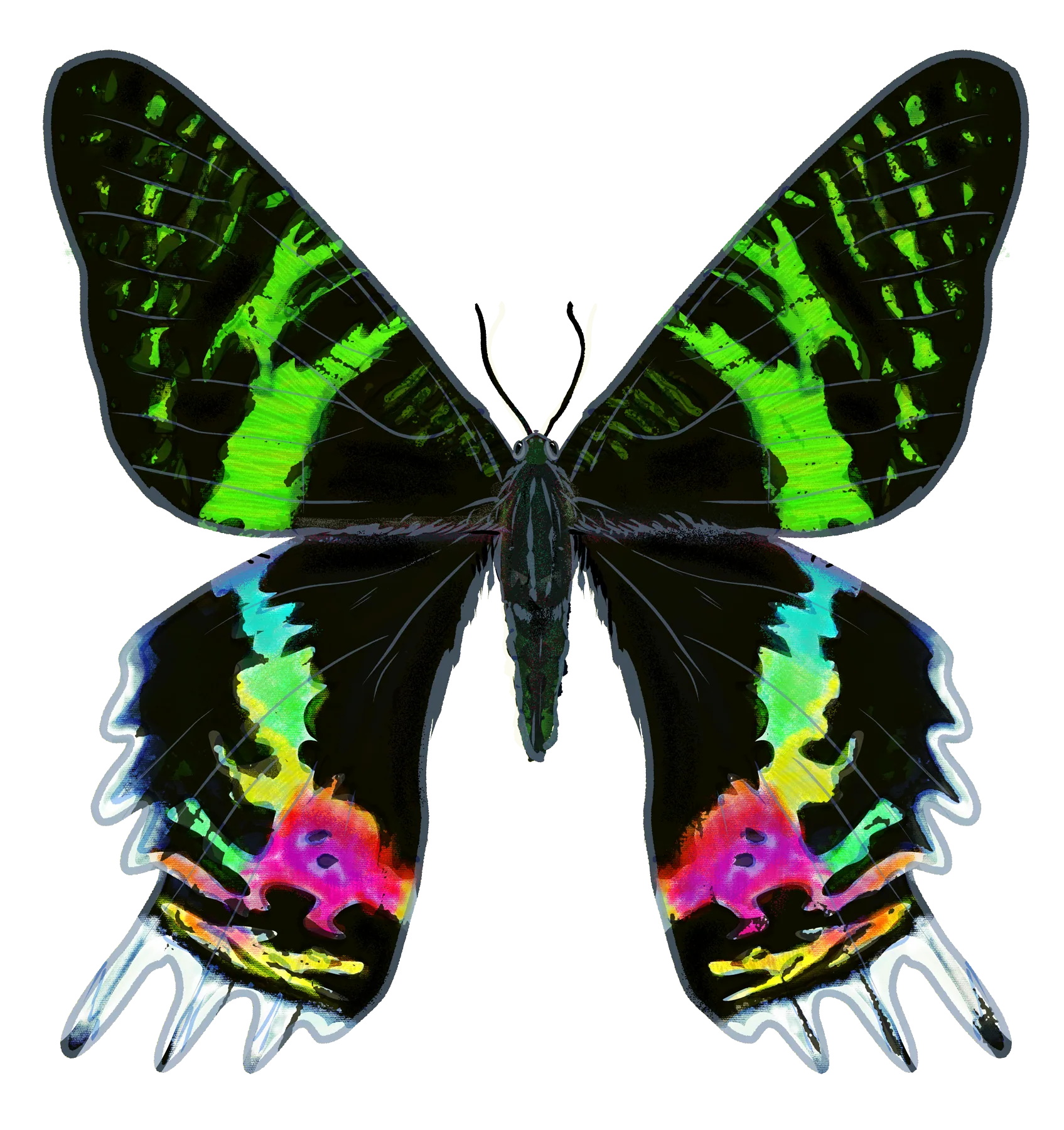 Madagascan sunset moth