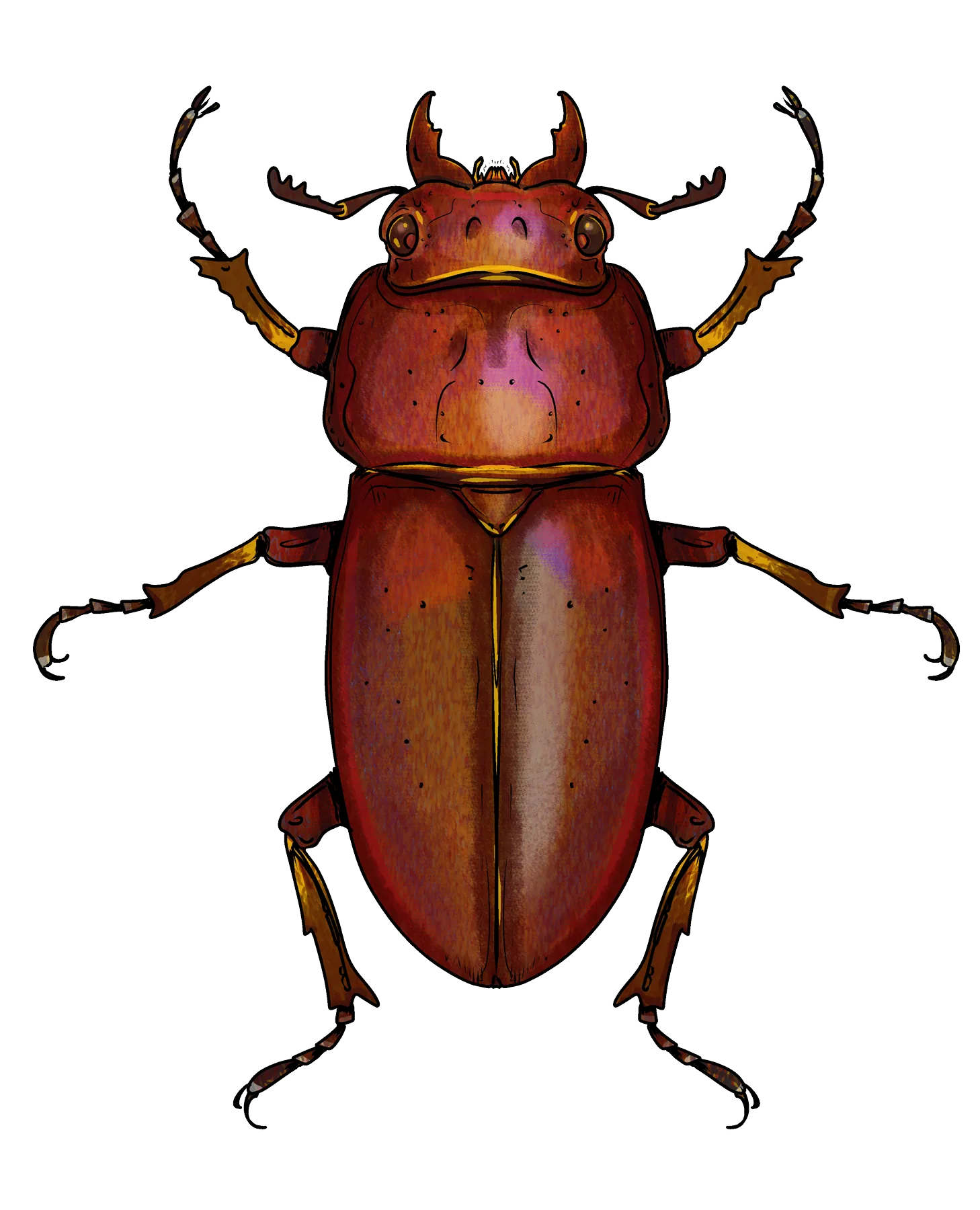 Red stag beetle, female
