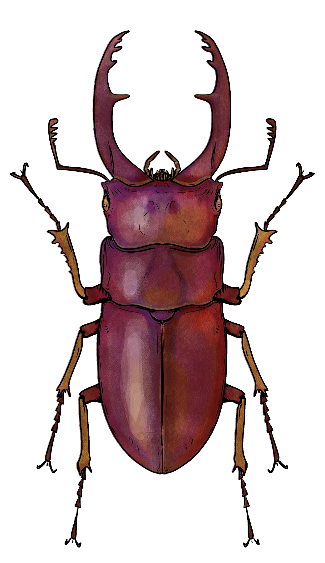 Red stag beetle, male