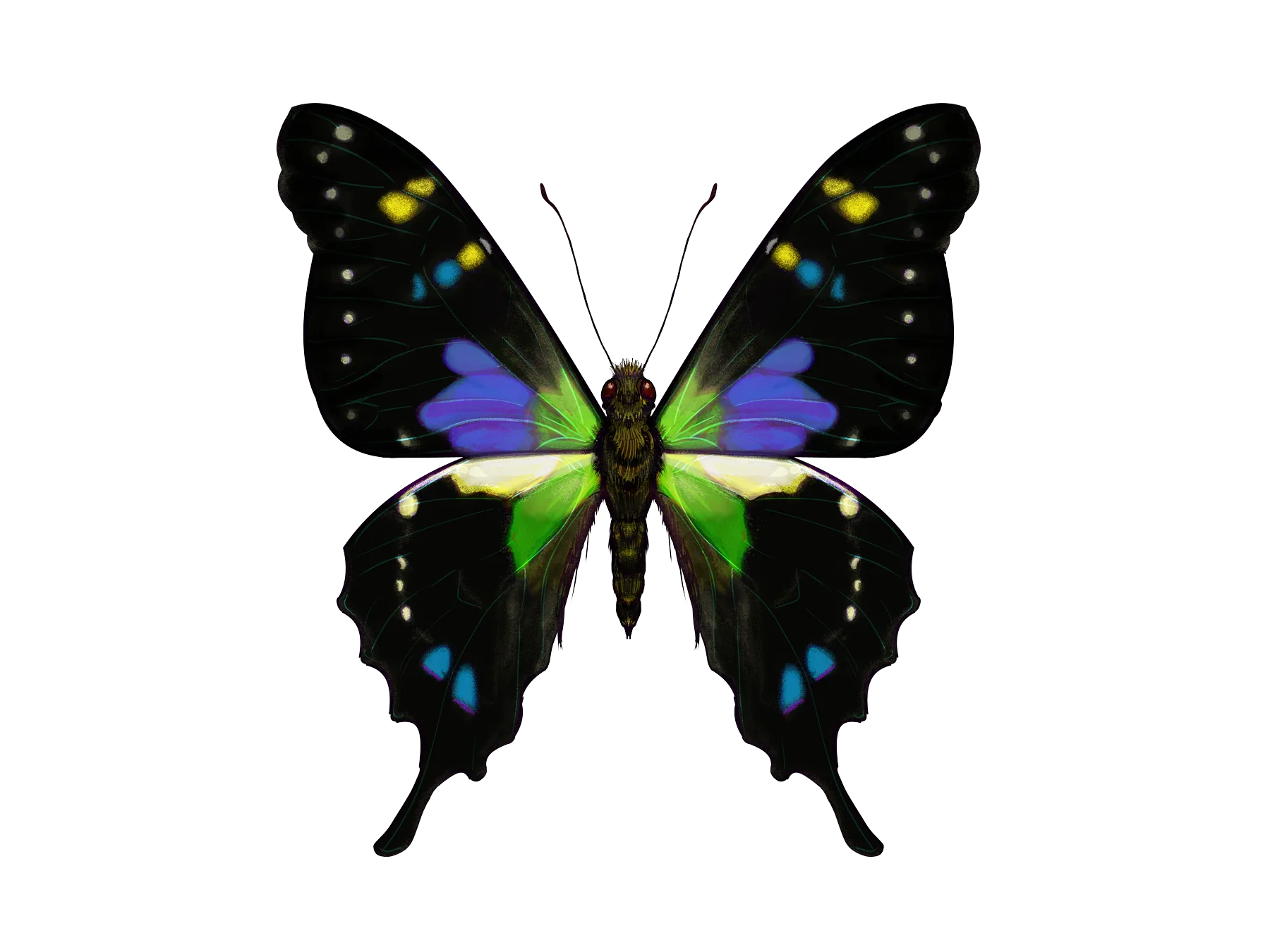 Purple-spotted swallowtail, wings spread, top view
