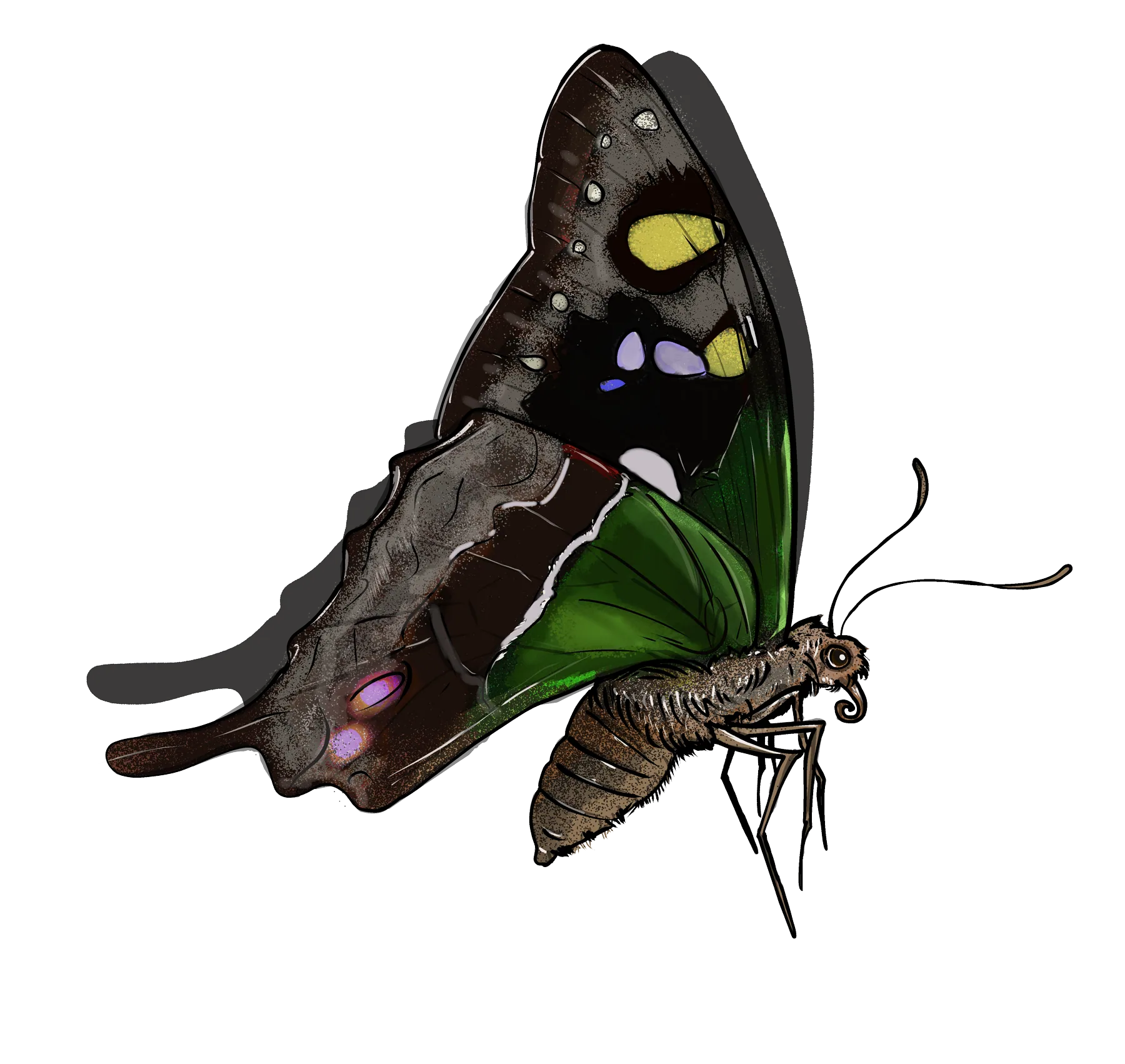 Purple-spotted swallowtail with wings closed