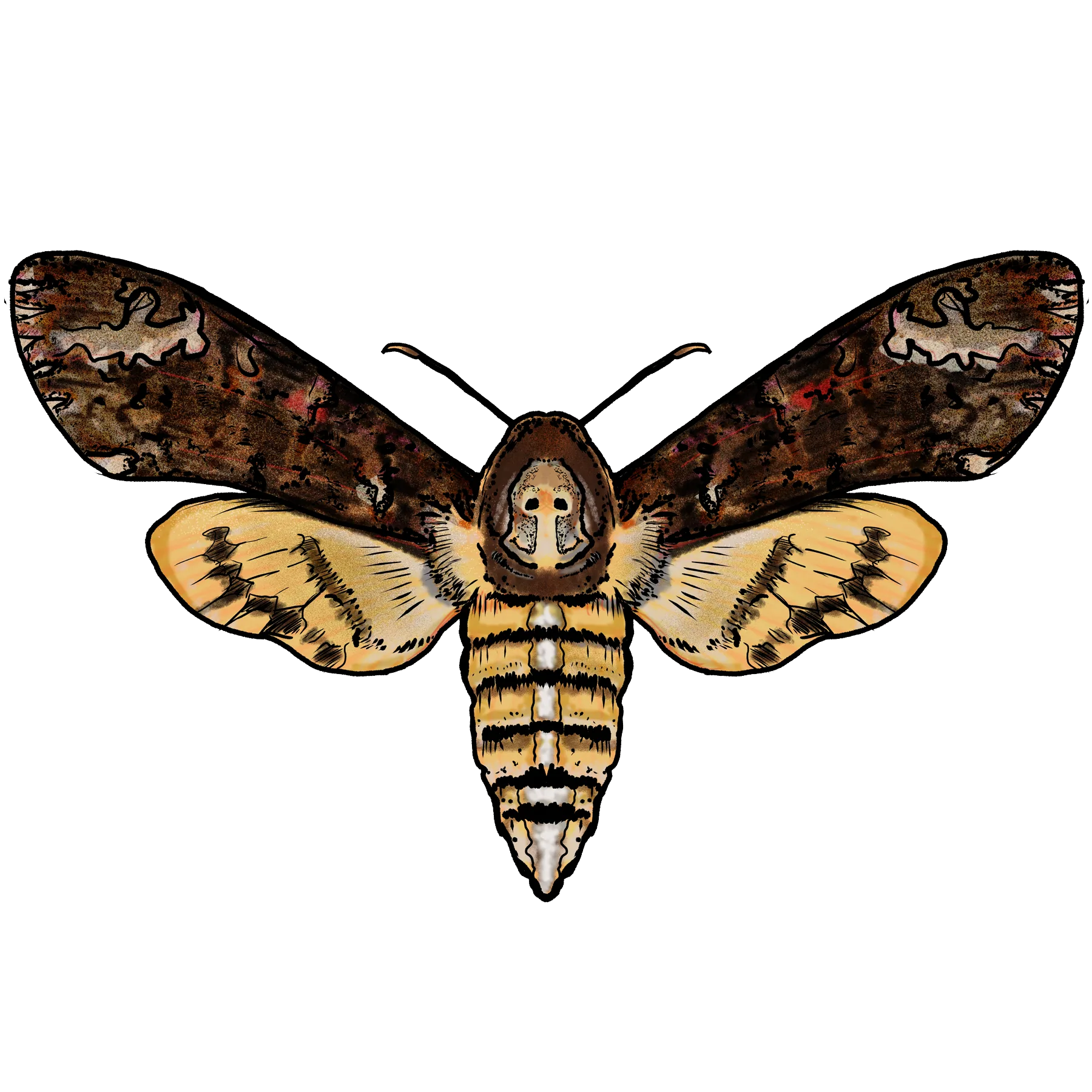 Death's-head hawk moth, Acherontia styx