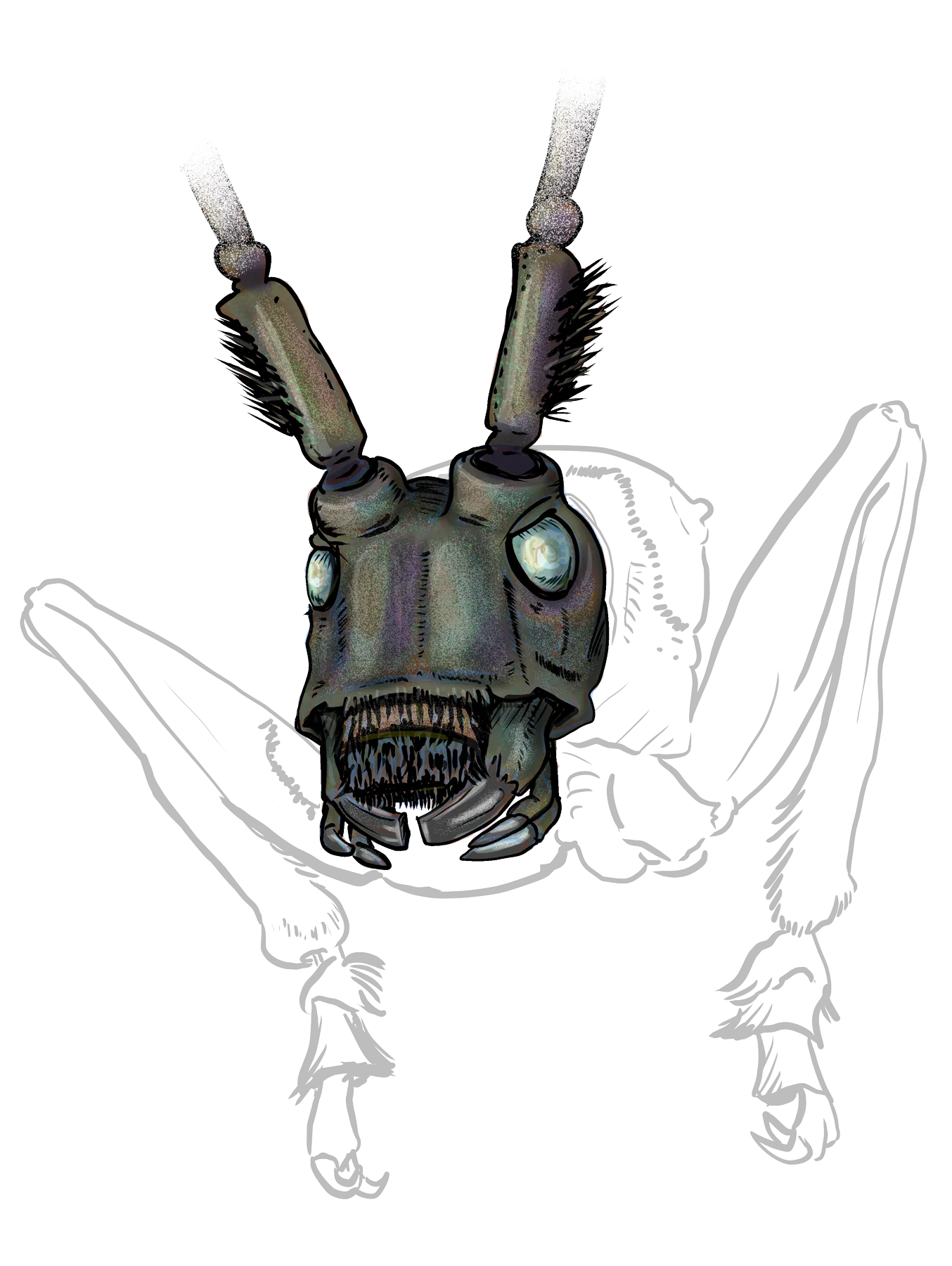 Tonkin's longhorn beetle head in color, with the rest of the body still in line work