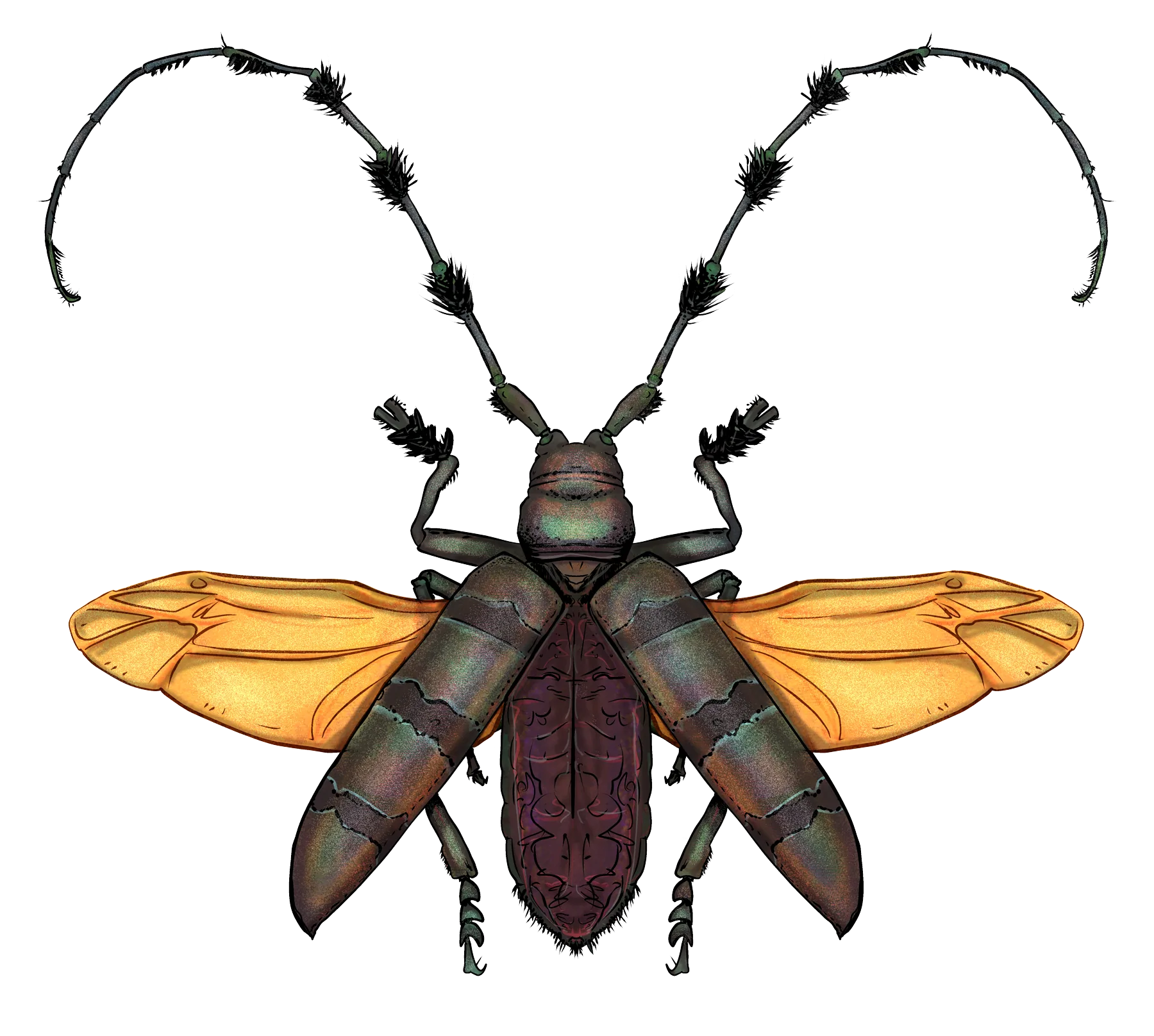 Tonkin's longhorn beetle, male