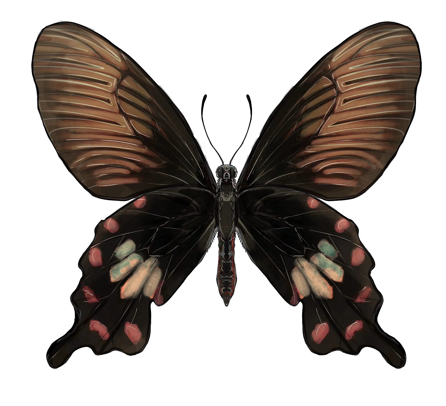 Common rose butterfly, wings spread