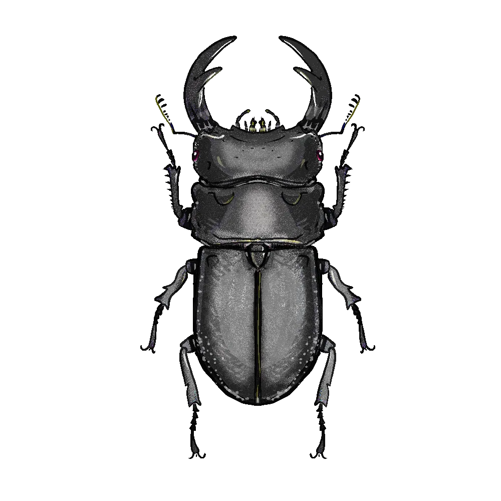 Stag beetle drawn in grays