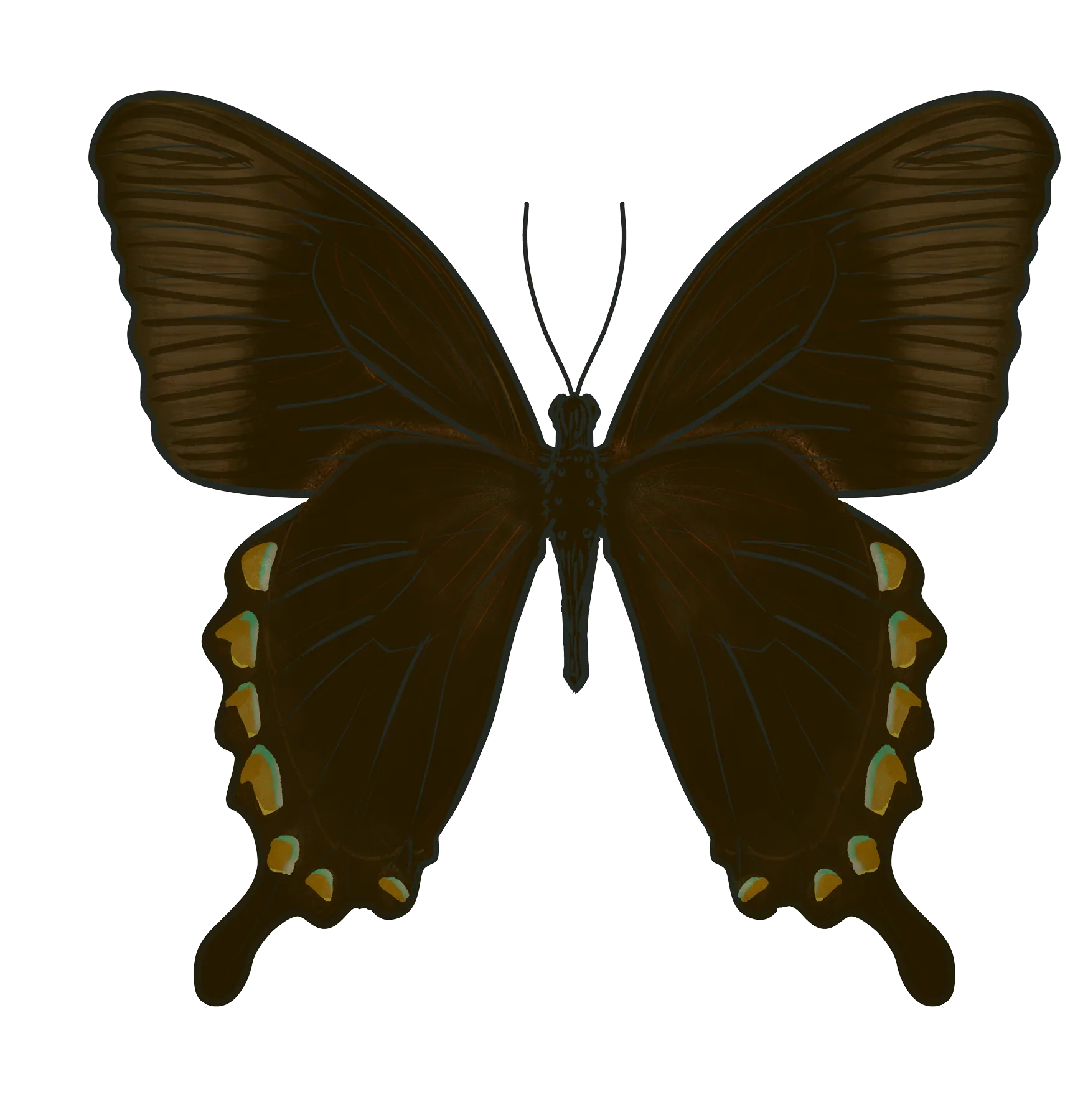 Emerald swallowtail, underside