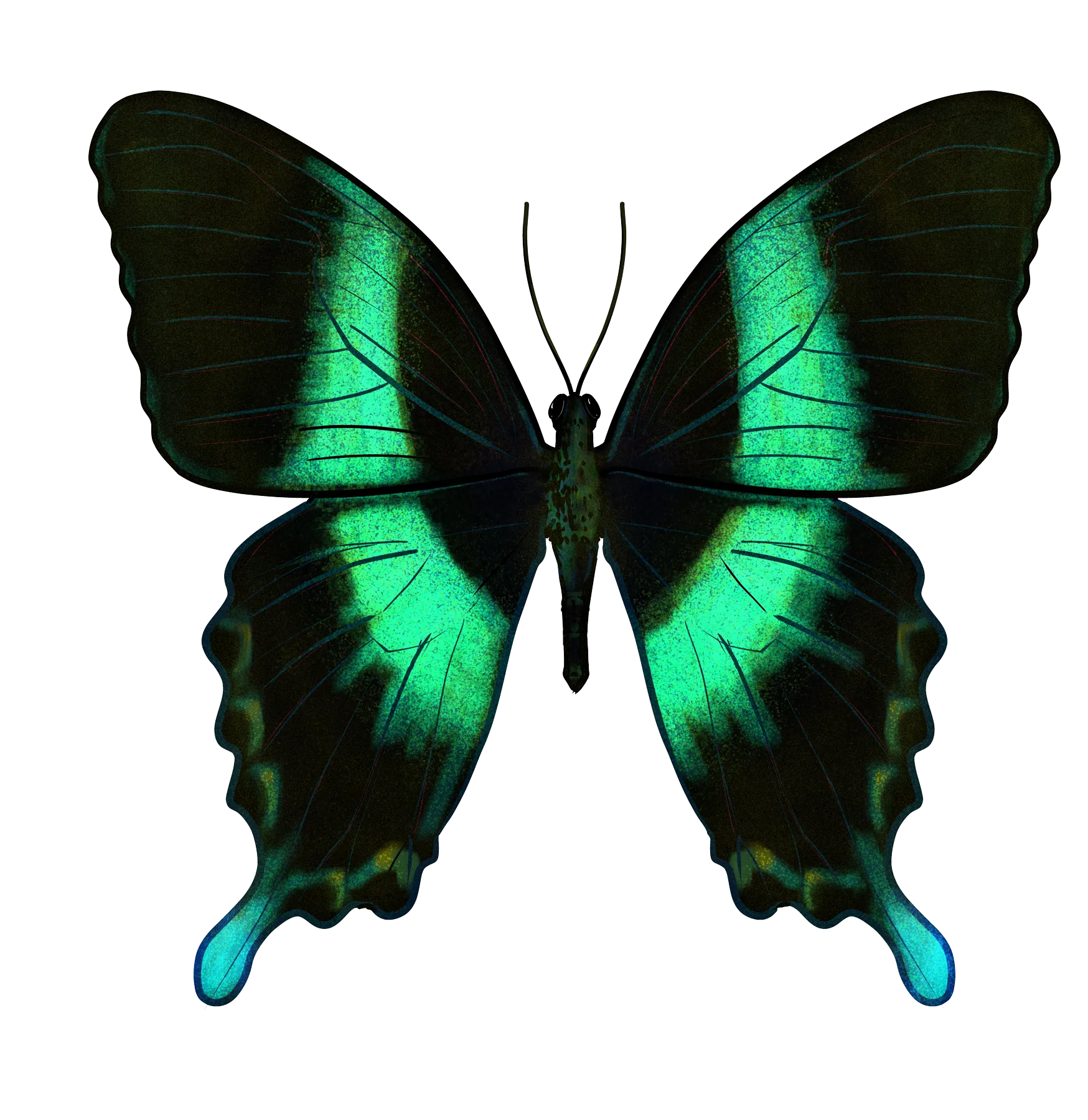 Emerald swallowtail butterfly, wings spread