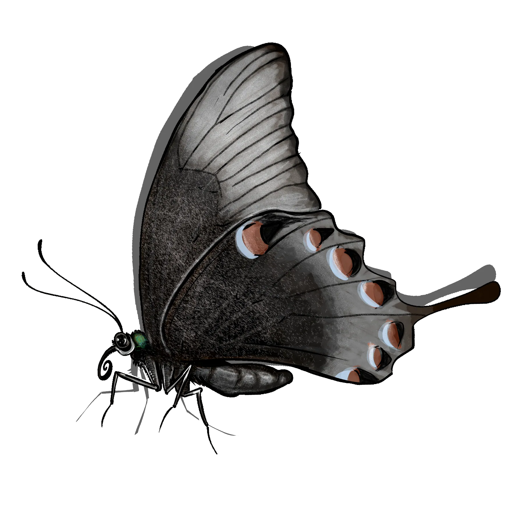 Emerald swallowtail with wings closed
