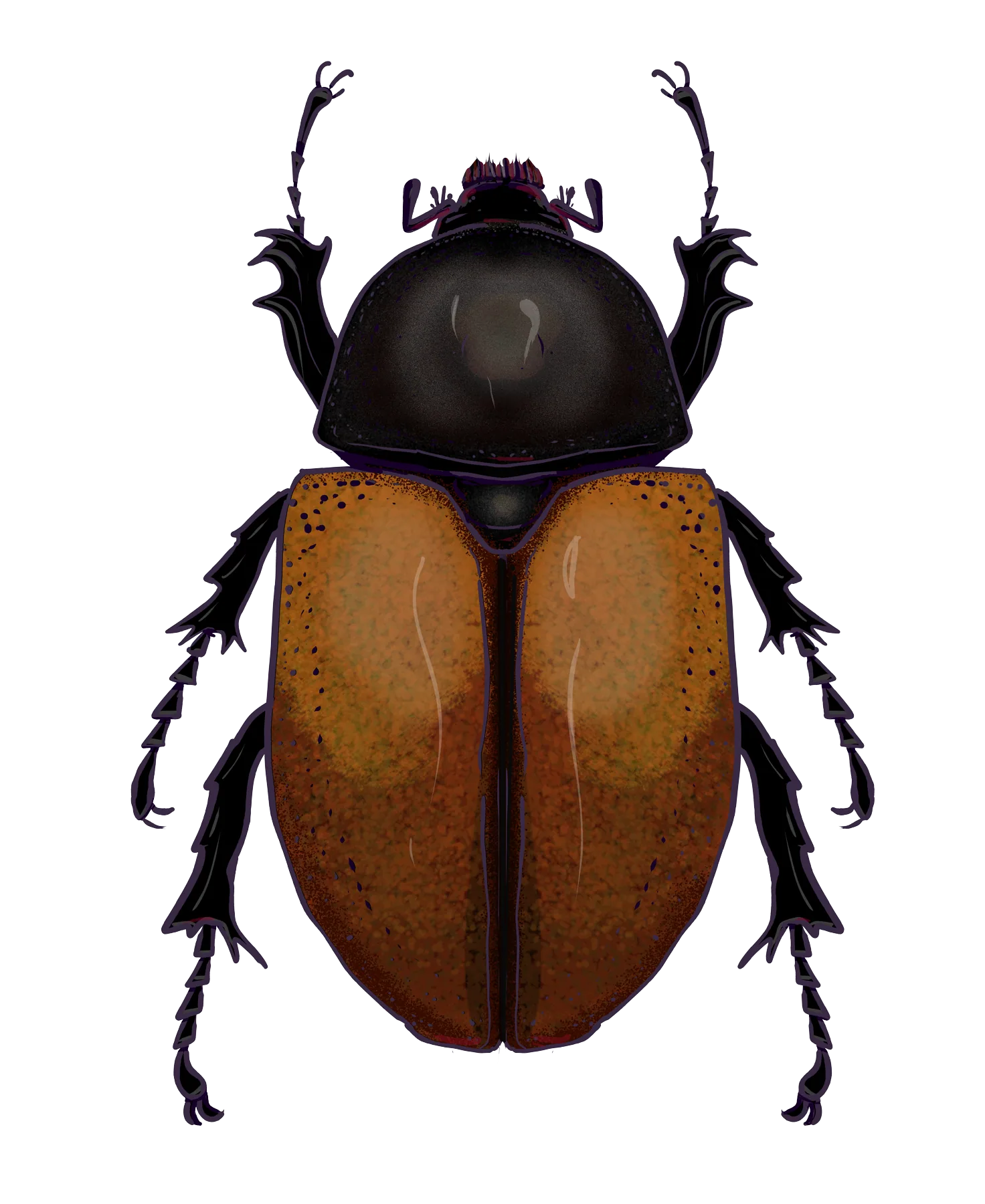Five-horned rhinoceros beetle, female