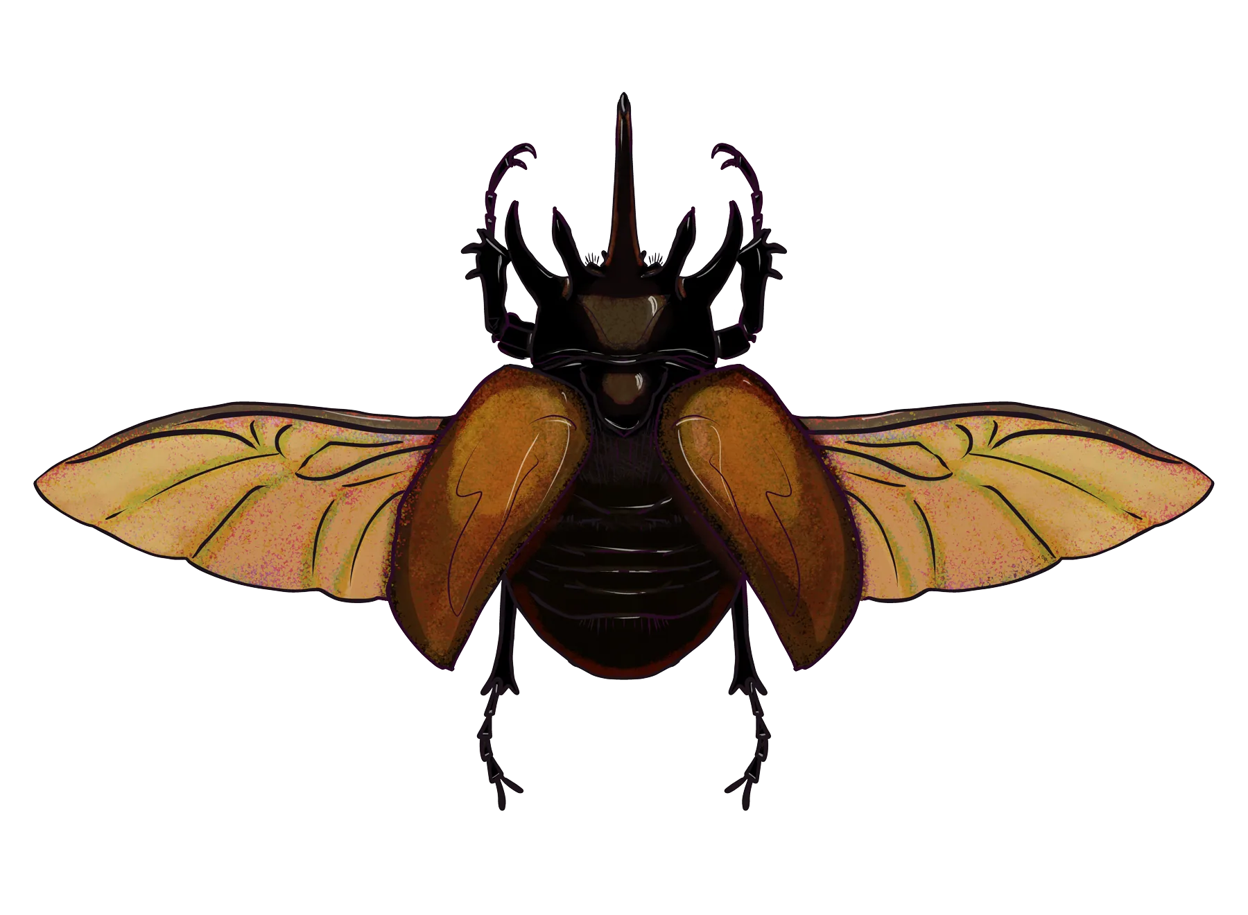 Five-horned rhinoceros beetle, male