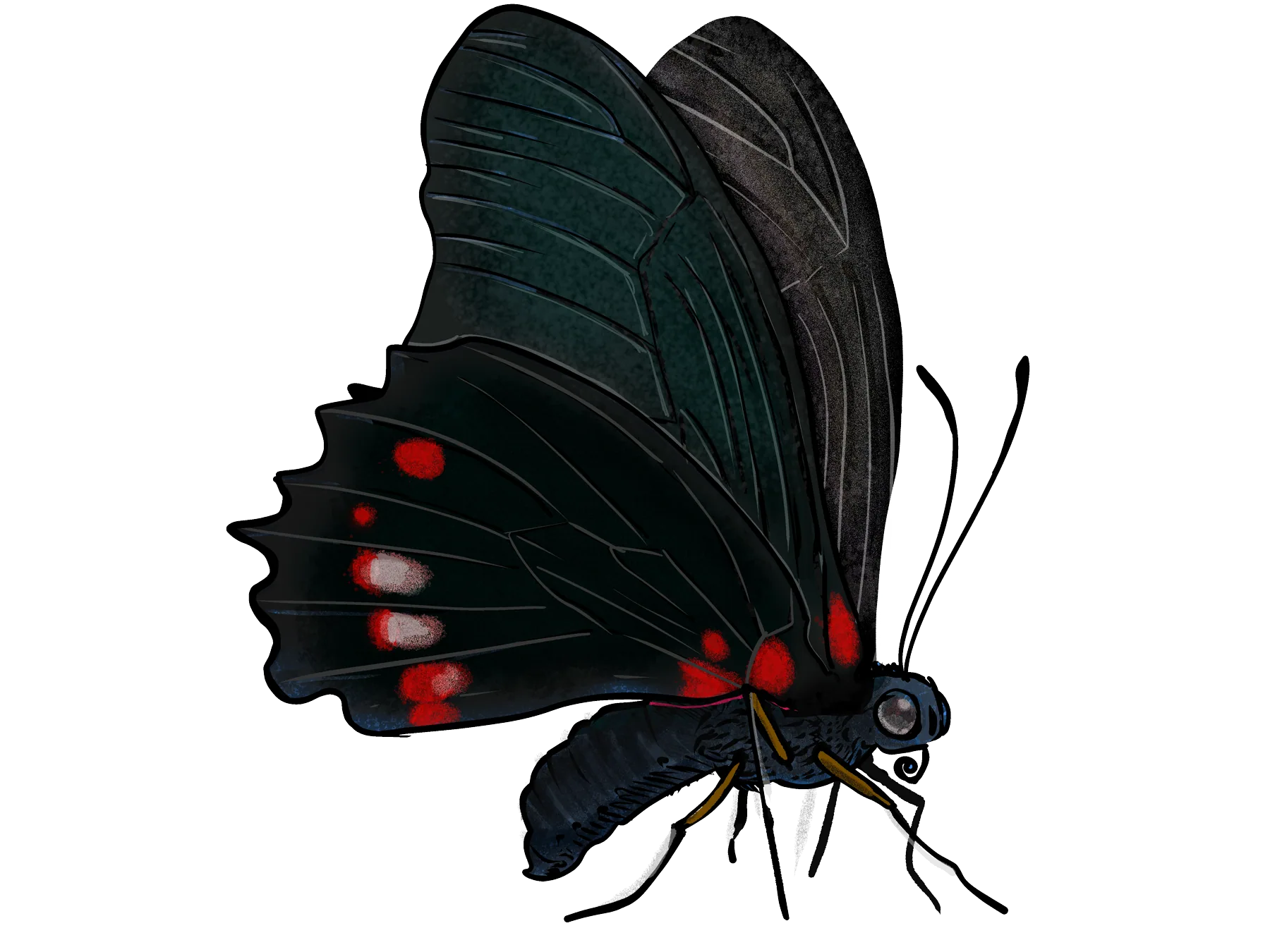 Harmodius mimic butterfly at rest, side view