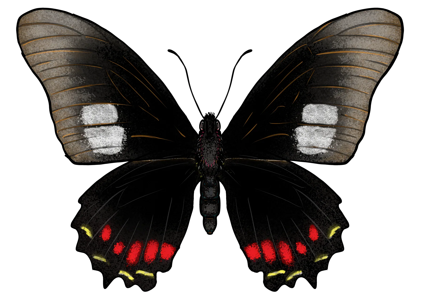 Harmodius mimic