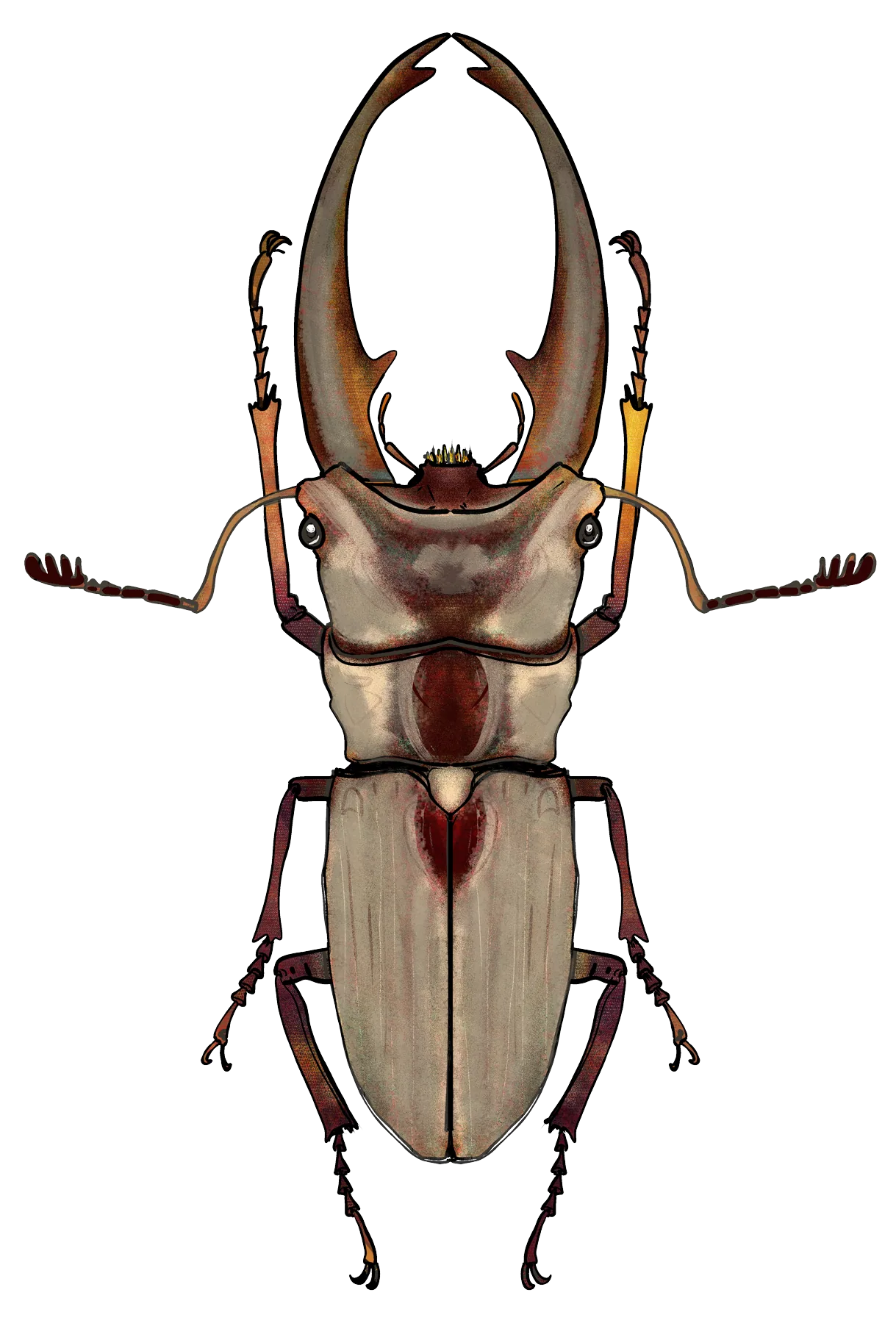 Long-jawed stag beetle