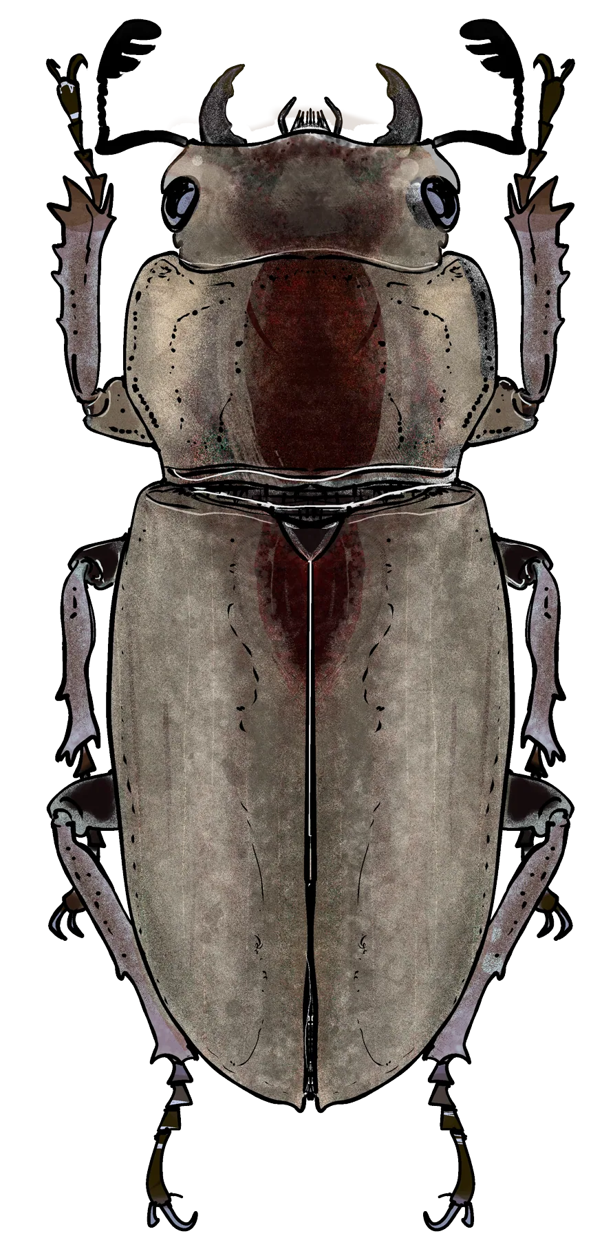 Long-jawed beetle, female