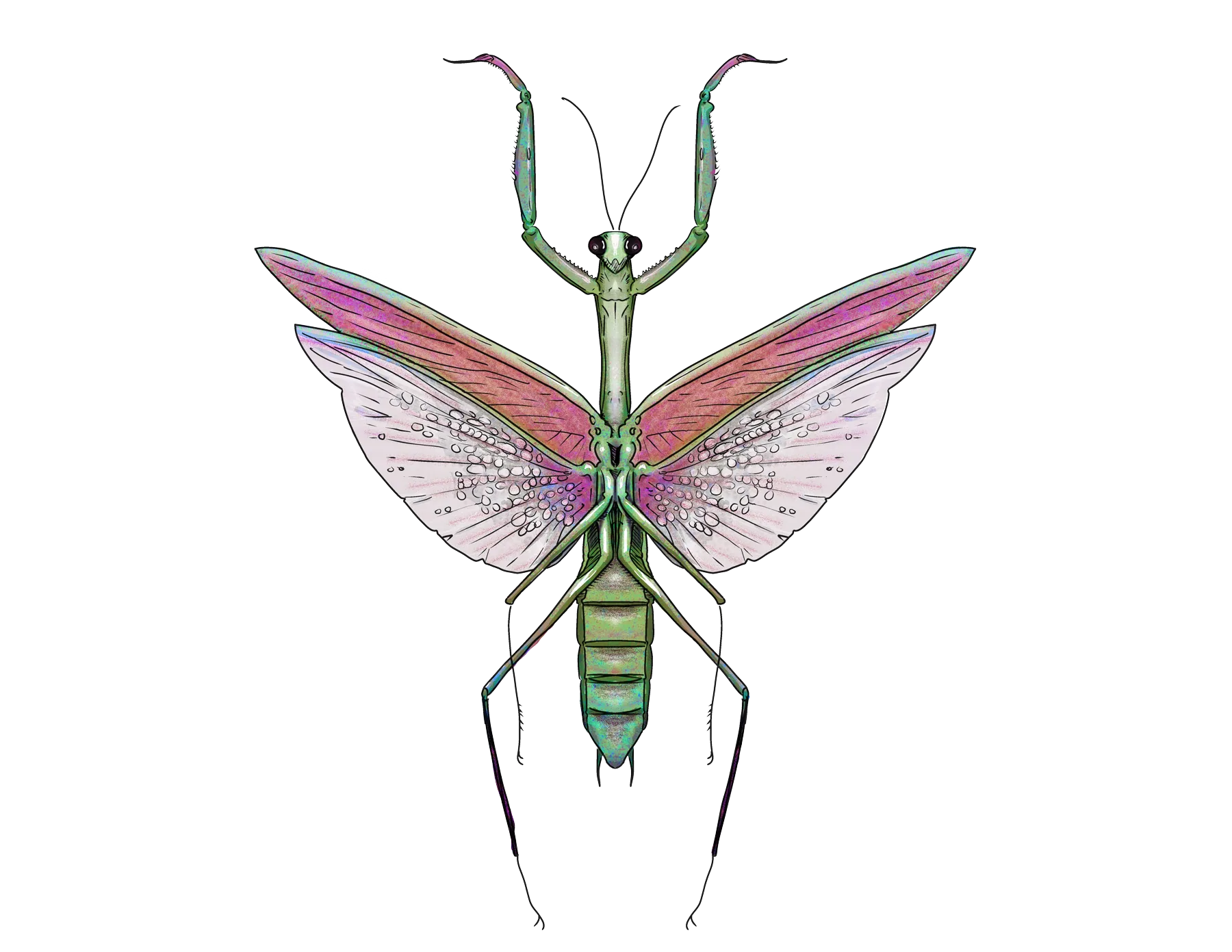 Flower mantis