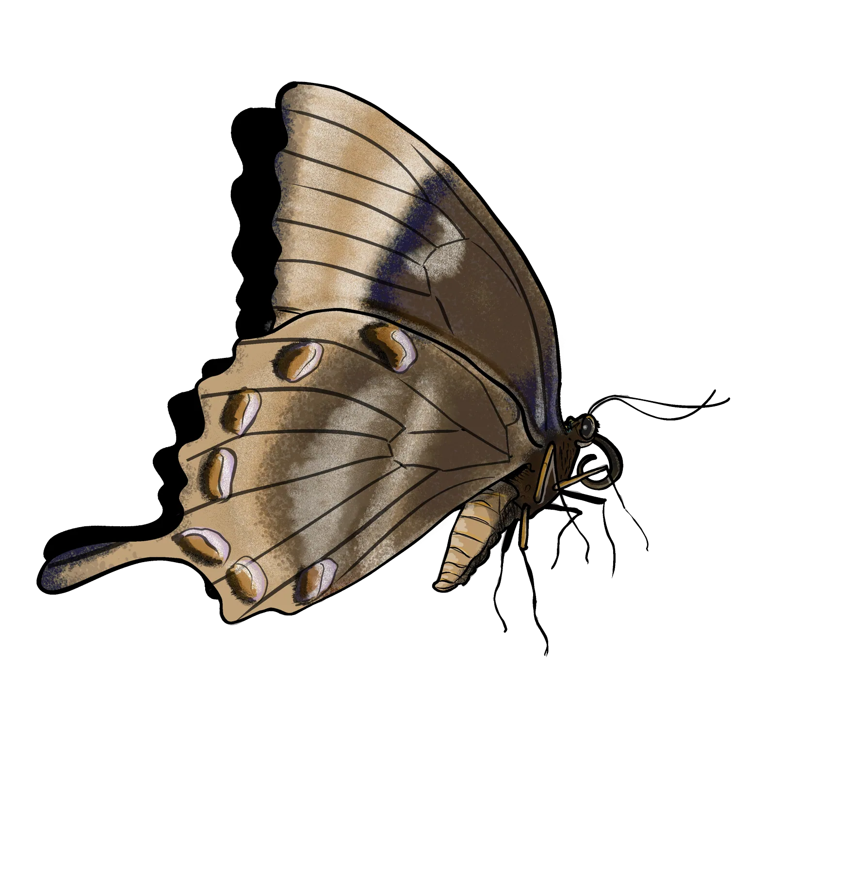 Mountain blue butterfly at rest, side view