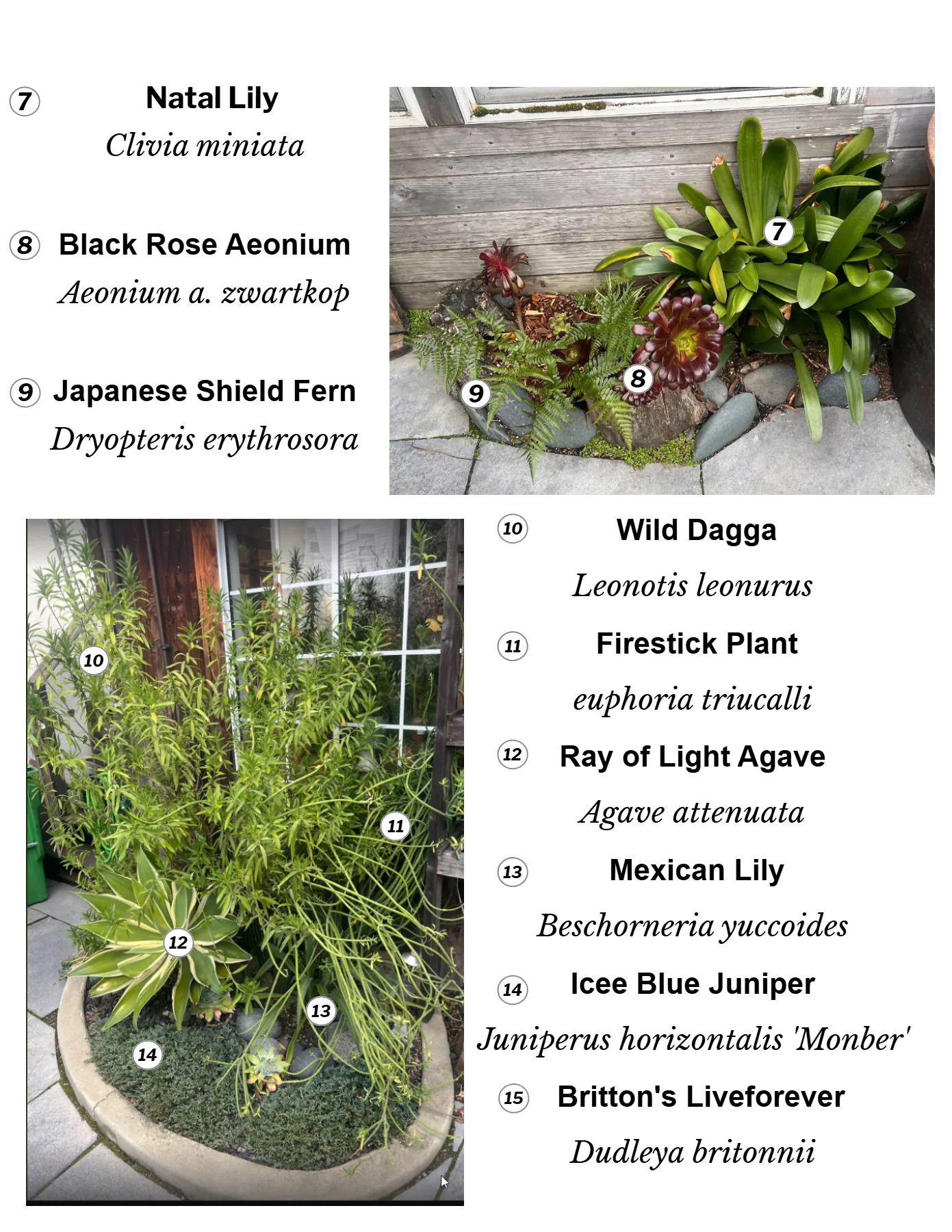 Page from an illustrated patio plant guide with numbered photos matched to common and scientific names