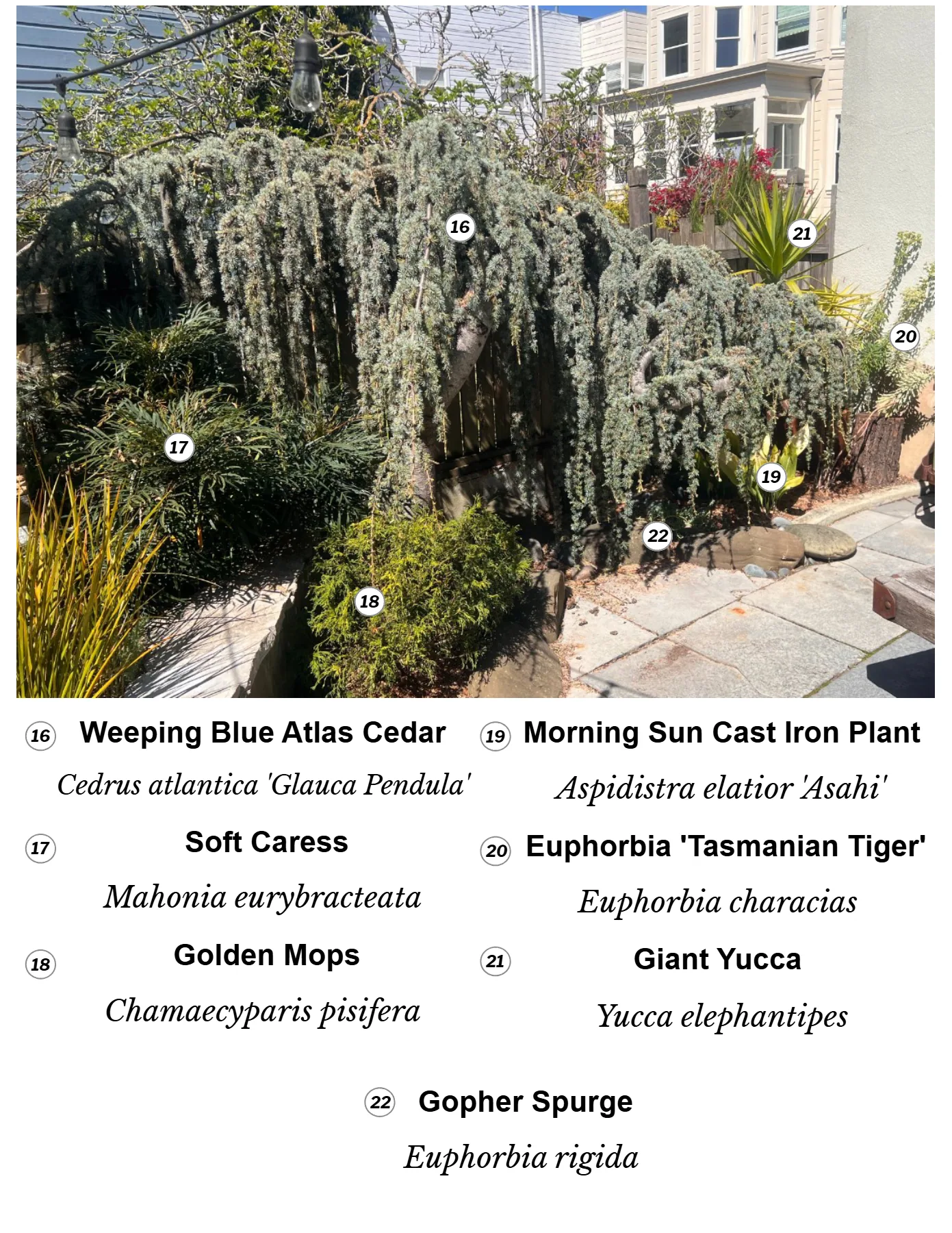 Patio plant guide, page 3