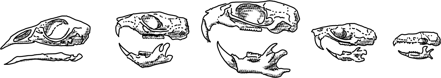 Five shaded ink drawings of bird and rodent skulls with jaws, found in owl pellets