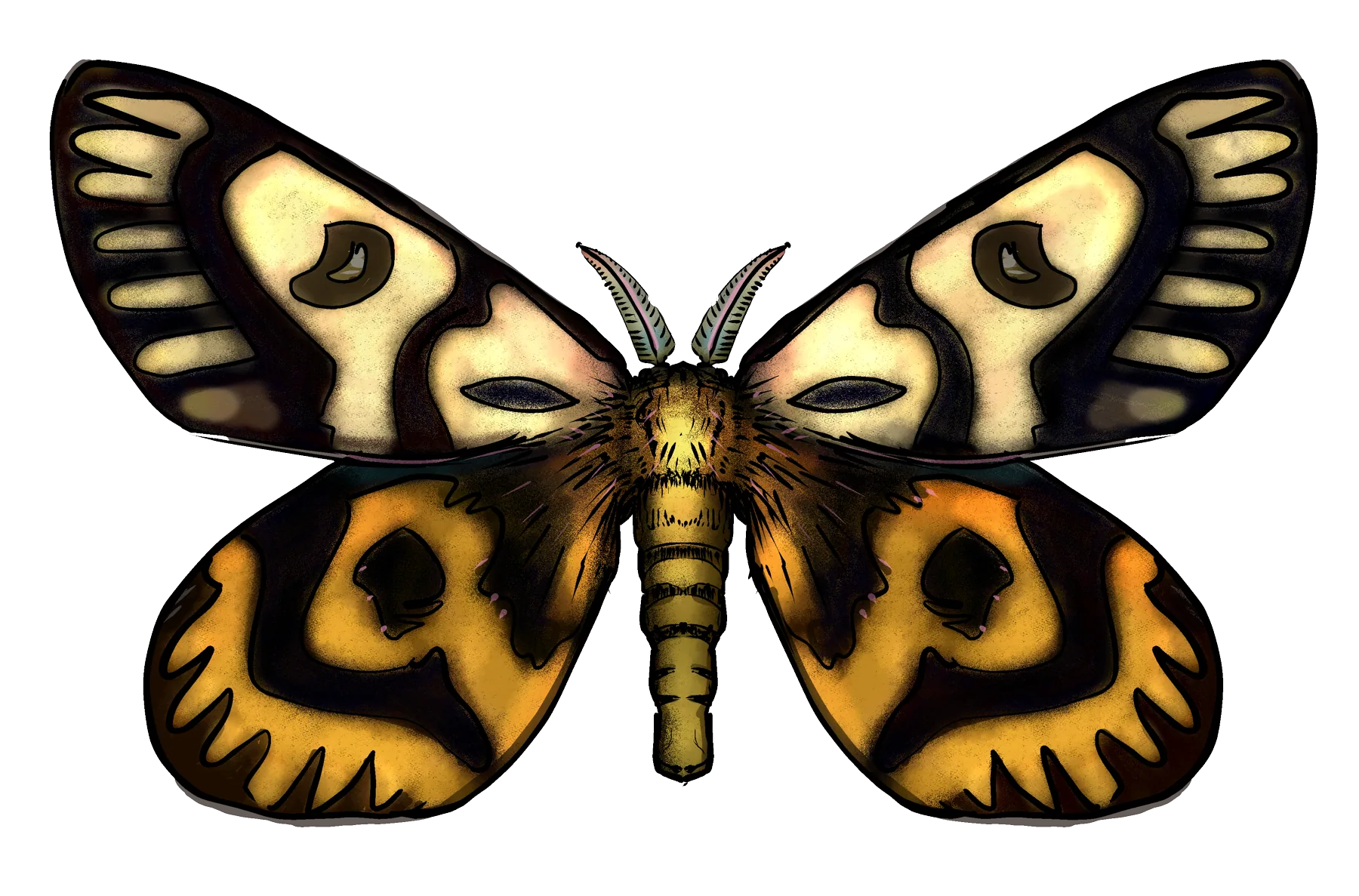 Sheep moth, wings spread, in orange, yellow and black