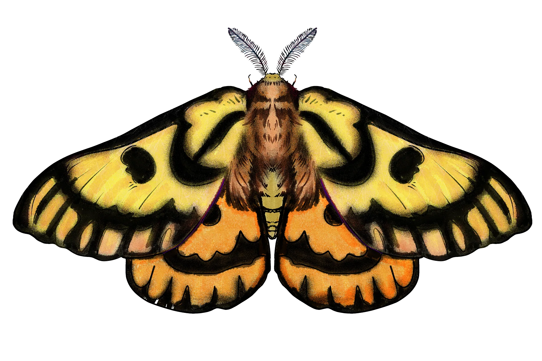 Sheep moth in natural colors