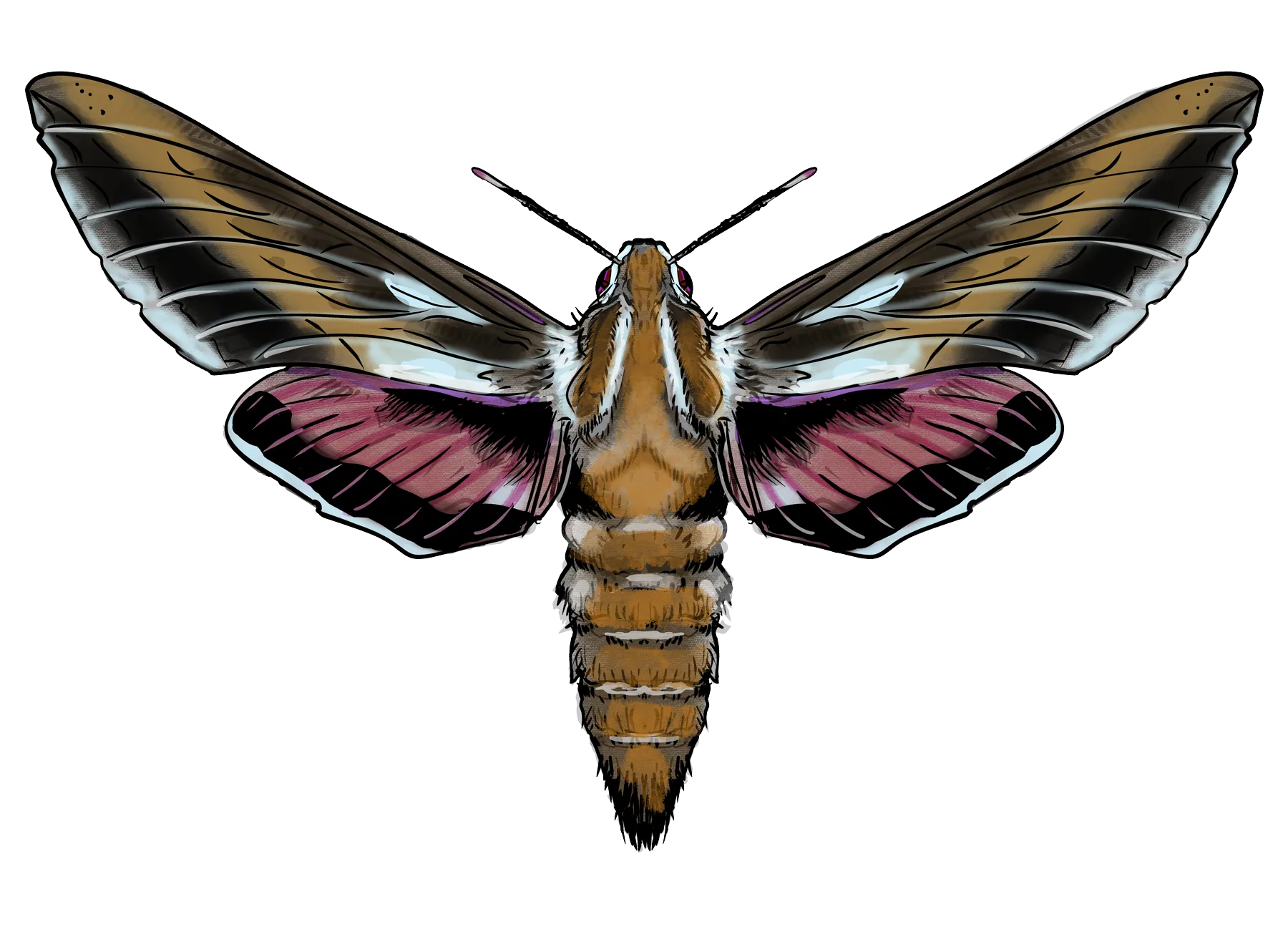 Hawk moth, family Sphingidae