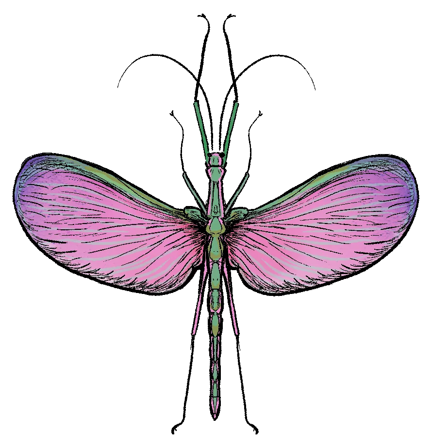 Stick insect with pink wings spread